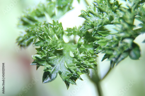 Macro photography of fresh parsley leaves. Spicy seasoning for first and second courses. An element of decoration of culinary delights.