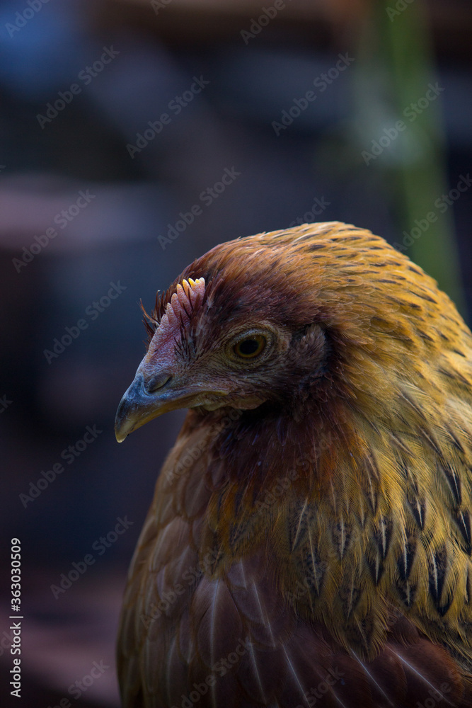 Leah the Windrunner Chicken Looking Down in Garden Leah the Windrunner Chicken Looking Down in Garden