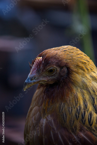 Leah the Windrunner Chicken Looking Down in Garden photo