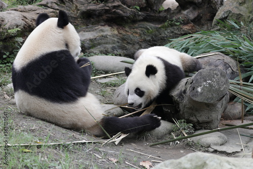 Fototapeta Naklejka Na Ścianę i Meble -  Mother Panda and her Cub, china