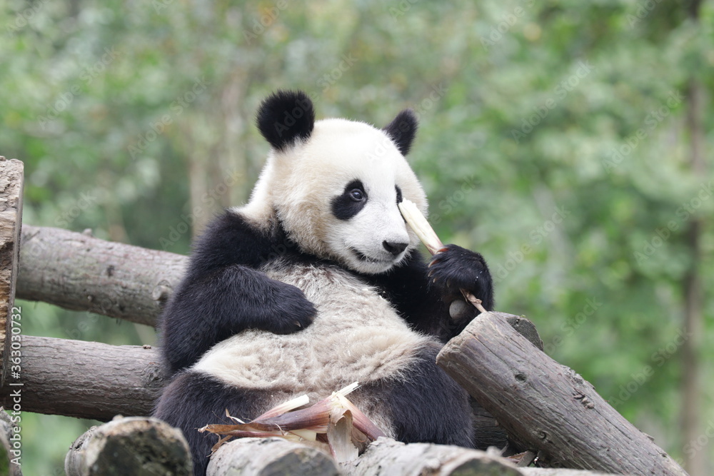 Obraz premium Little Panda is learning to eat Bamboo shoot, china