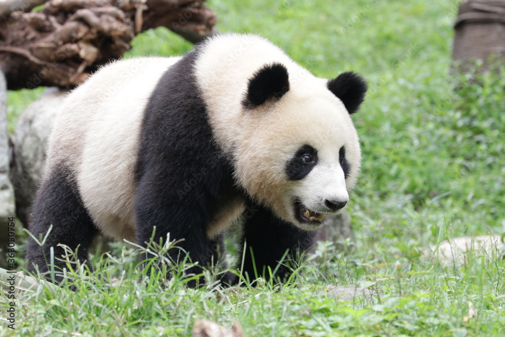Cute Giant Panda in China Cute Giant Panda in China