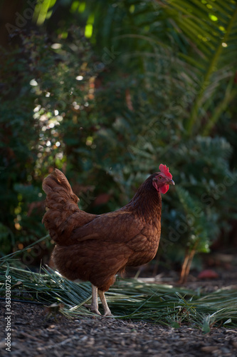 Rhode Island red chicken 