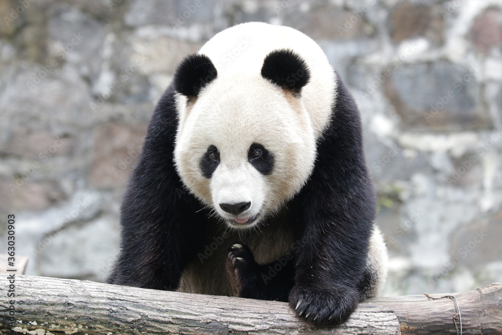 Obraz premium American Born Panda, Xiao Li Wu, Dujiangyan, China