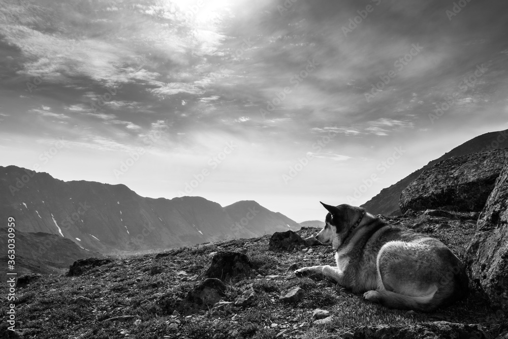 Ταπετσαρία Mans best friend takes a break to enjoy the views