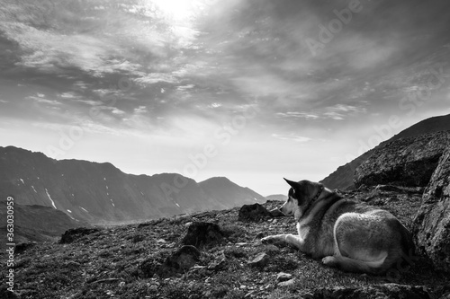 Canvas Print Mans best friend takes a break to enjoy the views