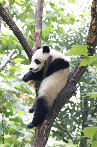 Fototapeta Naklejka Na Ścianę i Meble -  Panda Cub Sitting on the Tree, China