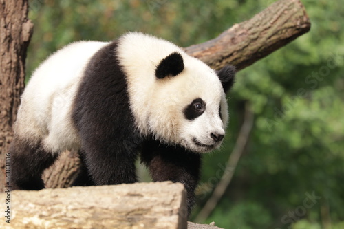 Fototapeta Naklejka Na Ścianę i Meble -  Cute Giant Panda in China