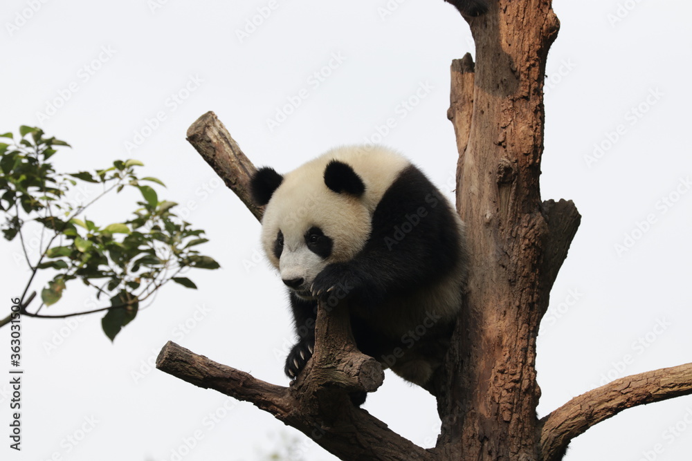 Little Panda on the Tree, China Little Panda on the Tree, China