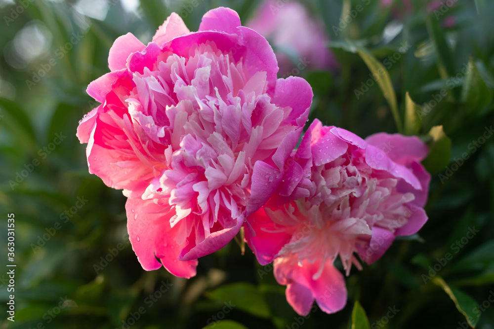 Double pink peony flower. Beautiful pink peonies bloom in the garden after summer rain.