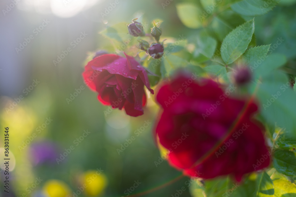 Obraz premium Red rose in the garden close-up. Symbols of Love. Couples of beautiful and sweet blooming red color rose and rose petals with green rose leaves in summer garden against bright sunset or sunrise.