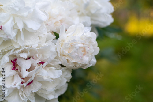 White peonies in the garden. Large white Peonies grow in the garden among green leaves. Drops of water on the petals after a light summer rain.