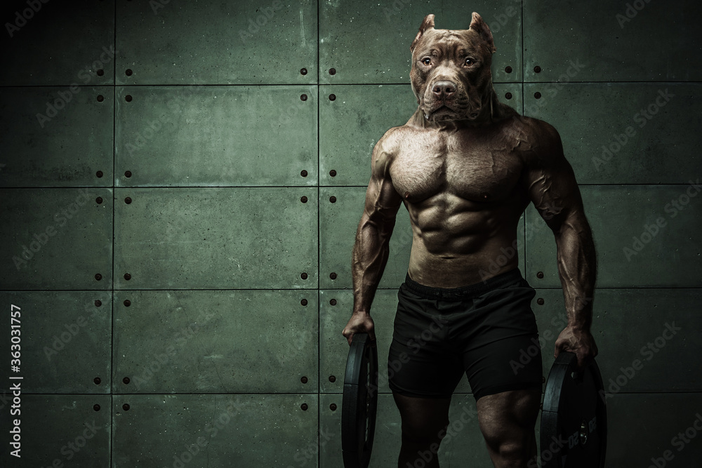 Bodybuilder man-dog stands on the background of a concrete wall Himur A man with a dog's head