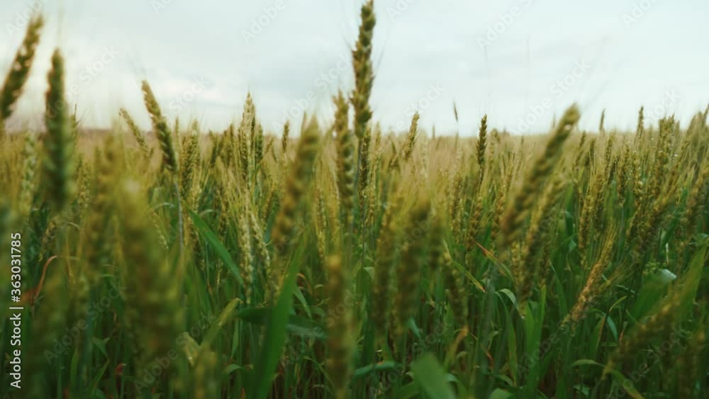 Ripening ears of meadow wheat field. Rich harvest Concept. Сamera movement. Green yellow wheat field at cloudy day. Botanical walks. Wheat ears sway in the wind. Ripening ears of meadow wheat field. Rich harvest Concept. Сamera movement. Green yellow wheat field at cloudy day. Botanical walks. Wheat ears sway in the wind.