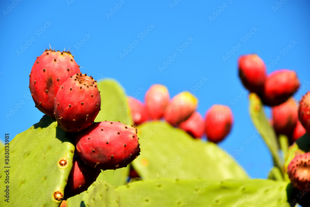 prickly pear cactus with fruits prickly pear cactus with fruits