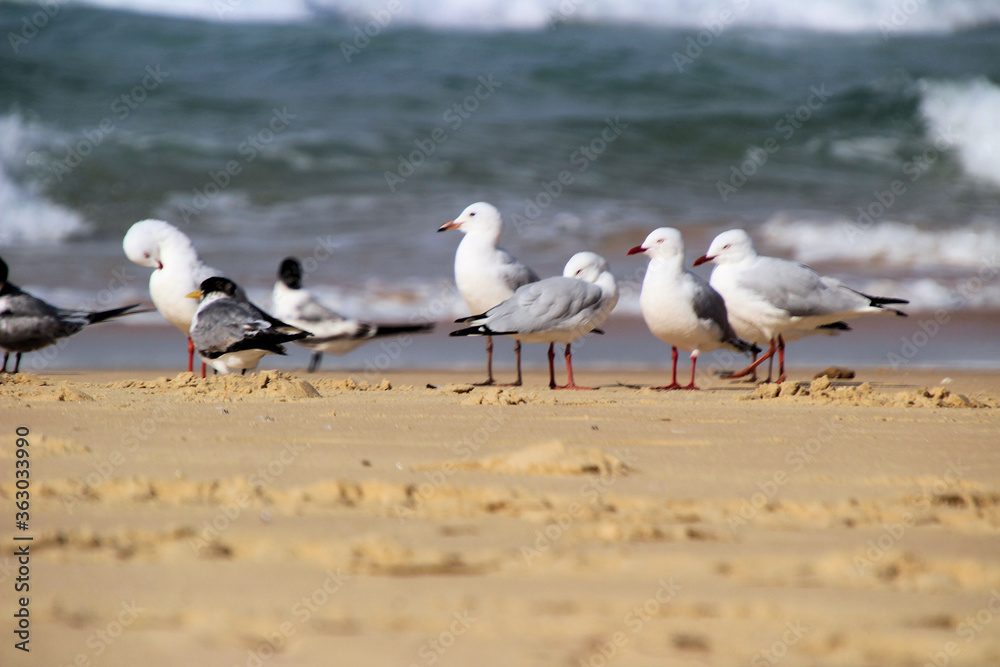 Australian Silver Gull Chroicocephalus novaehollandiae and White-fronted Tern Sterna striata on a Sandy Beach Australian Silver Gull Chroicocephalus novaehollandiae and White-fronted Tern Sterna striata on a Sandy Beach