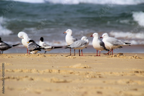 Australian Silver Gull Chroicocephalus novaehollandiae and White-fronted Tern Sterna striata on a Sandy Beach photo
