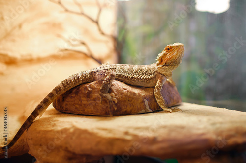 Fotografija sand lizard in a terrarium, domestic life of pets, a dragon with brown spikes si