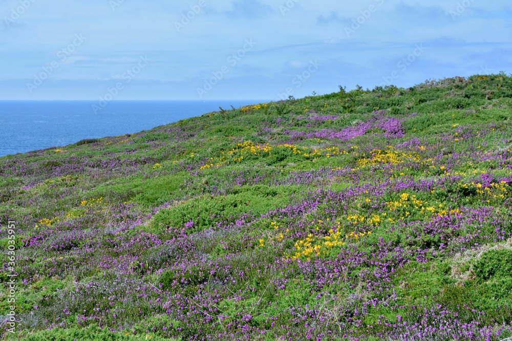 Obraz premium The beautiful flowers of the land of Frehel in Brittany. France
