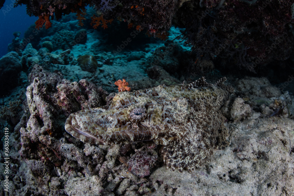 A Crocodilefish lays on a coral reef in Indonesia. This type of camouflaged ambush predator is relatively common throughout the Indo-Pacific region.