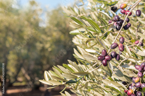 closeup of black Spanish olives ripening on olive tree with blurred background and copy space