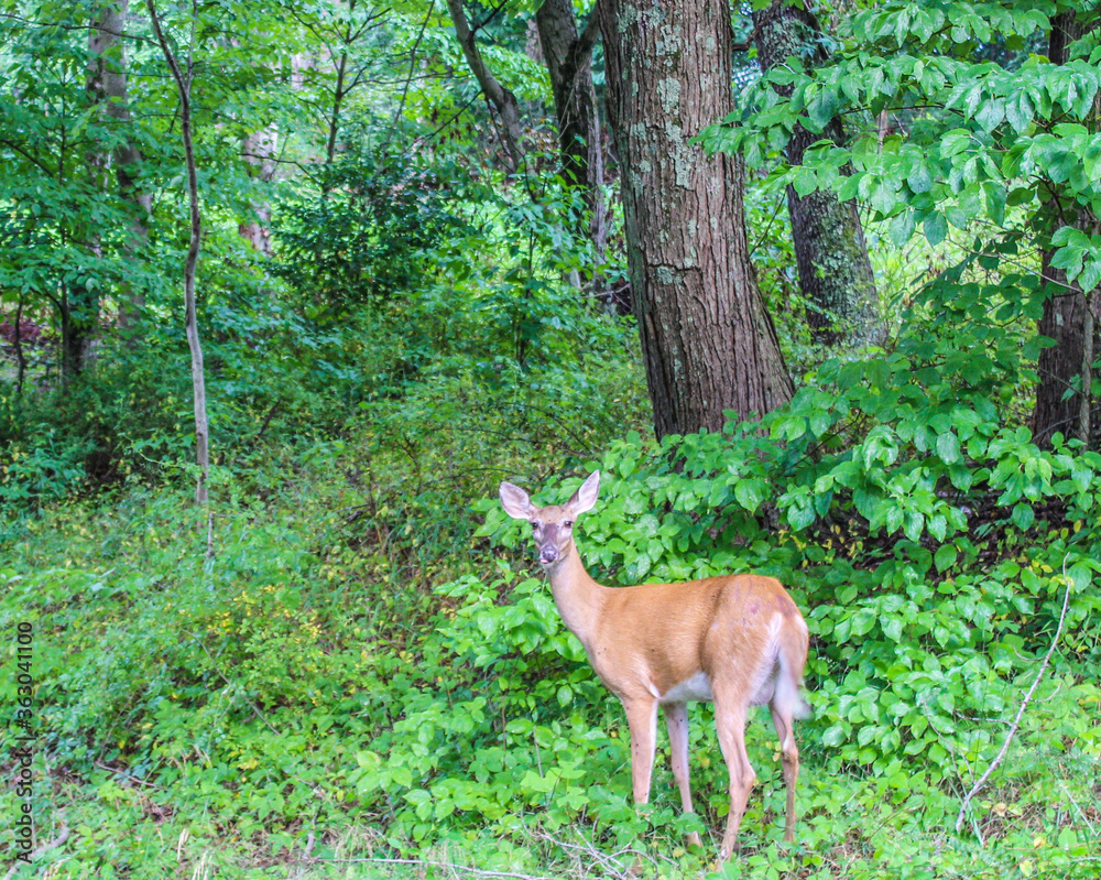 white tailed deer