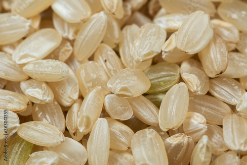 Bild auf Leinwand Close-up of yamani rice