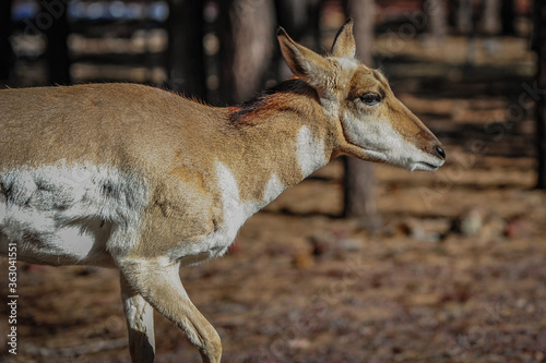 Mule Deer photo