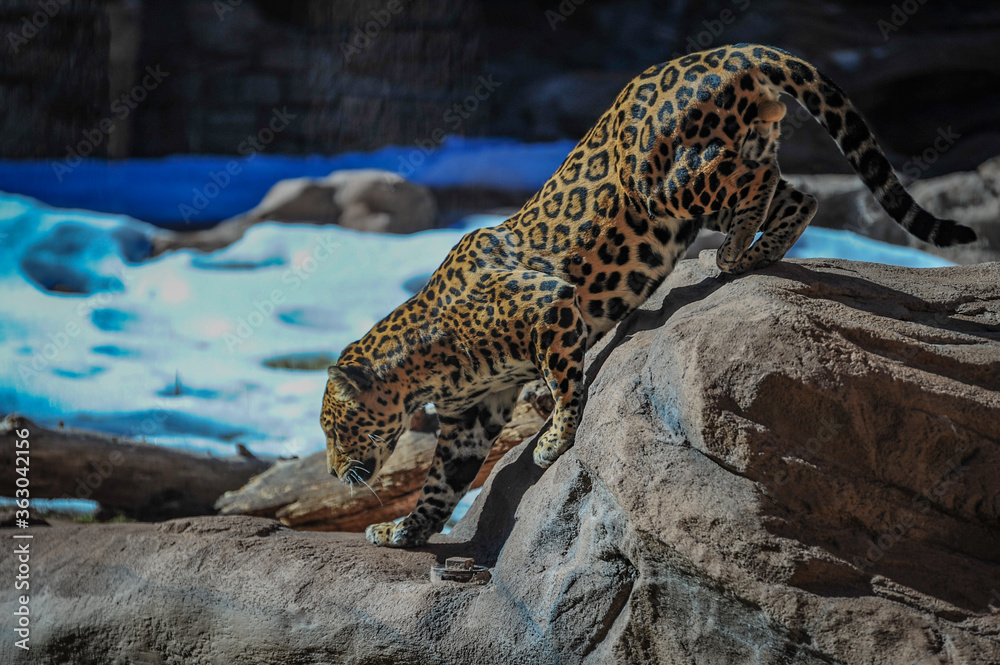 Jaguar Jaguar
