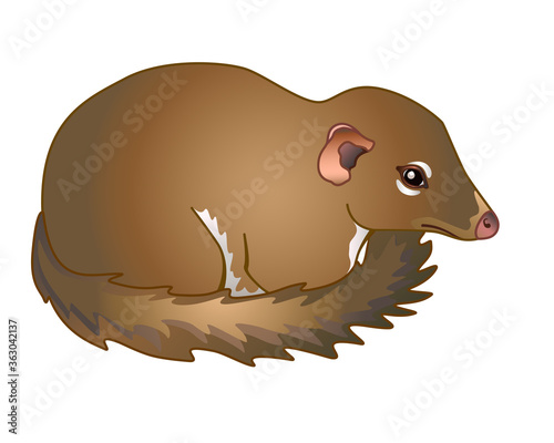 Tupaia - small primate - vector full color picture.Asian small animal - tupaia common. Tupaia cub.