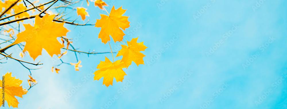Beautiful Wide Angle Nature Autumn Background Beautiful Wide Angle Nature Autumn Background