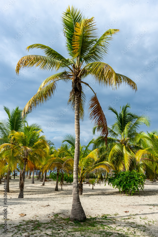 Beautiful beach house under the coconut trees on the carribean coast of Colombia Beautiful beach house under the coconut trees on the carribean coast of Colombia