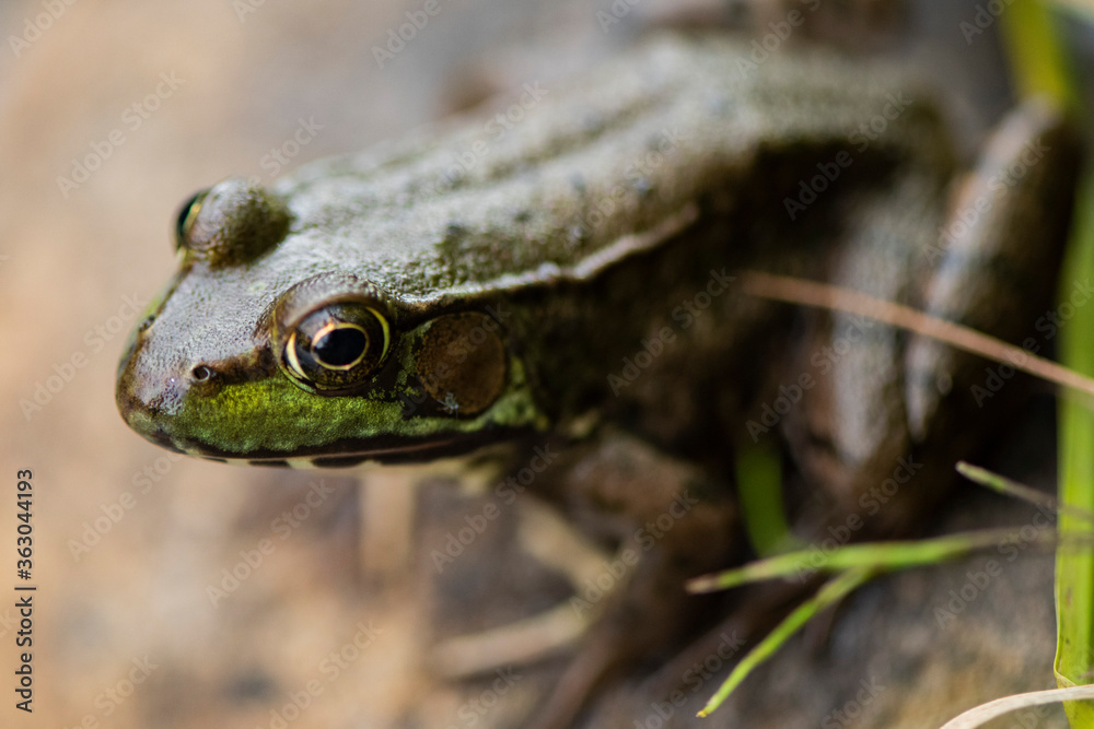 Fototapeta premium Grenouille du Québec