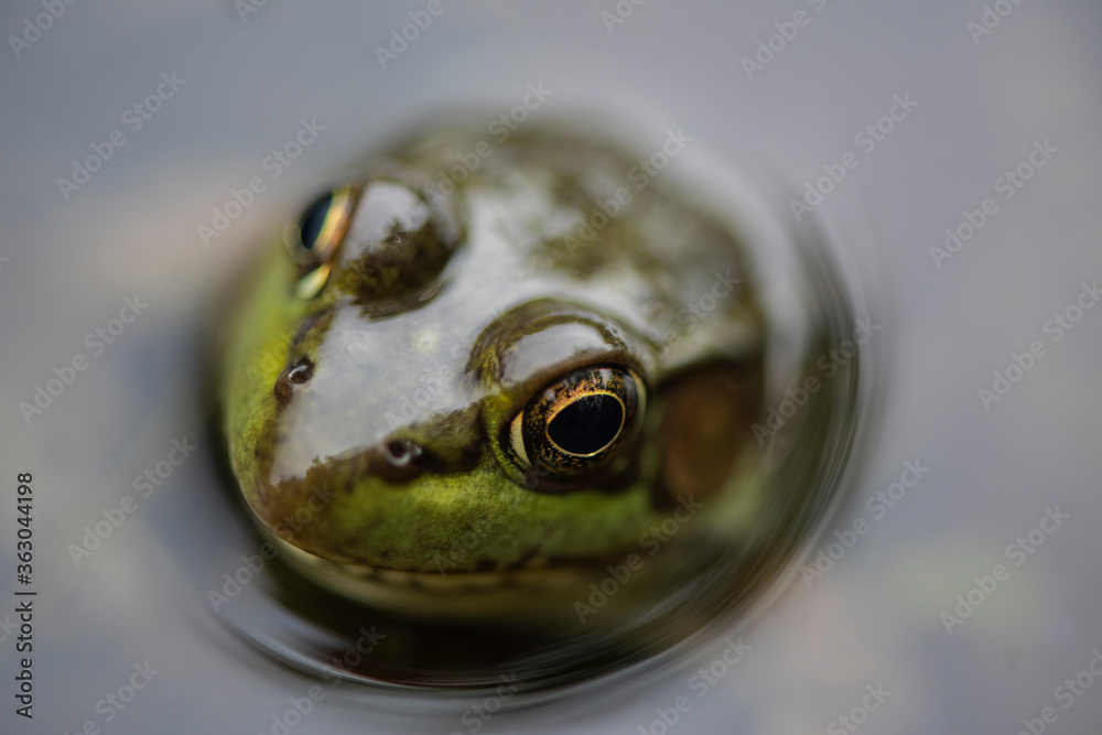 Fototapeta premium Grenouille du Québec