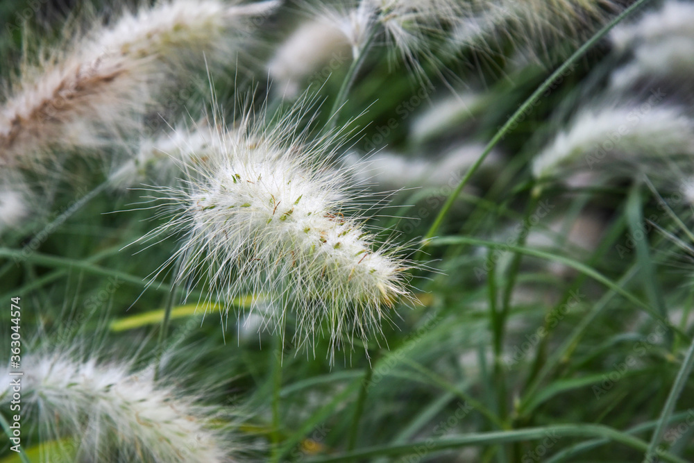 Pennisetum