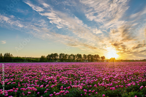 Beautiful Chinese herbaceous peony flower fields sunset.