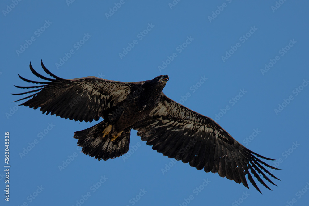 4-months old bald eagle eaglet learning to fly, seen in the wild in North California 4-months old bald eagle eaglet learning to fly, seen in the wild in North California