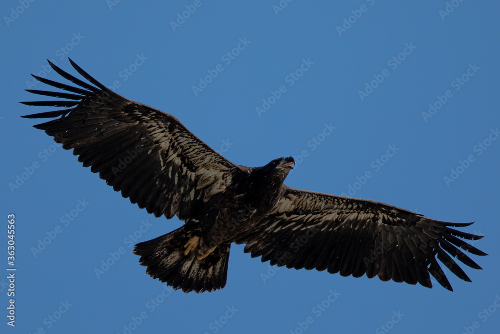 Fototapeta premium 4-months old bald eagle eaglet learning to fly, seen in the wild in North California 