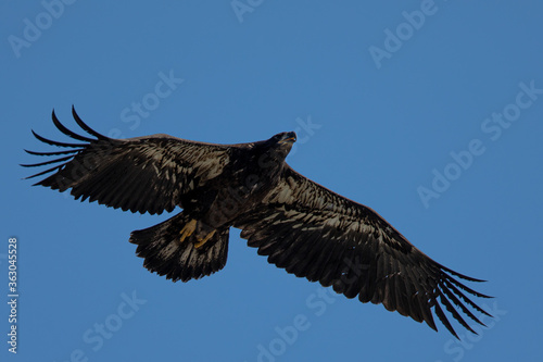 4-months old bald eagle eaglet learning to fly, seen in the wild in North California 