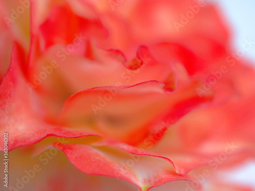 Fototapeta Naklejka Na Ścianę i Meble -  close up red petals of red pink rose with blurred for background and wallpaper ,macro image, abstract  background ,sweet color for card design ,soft focus