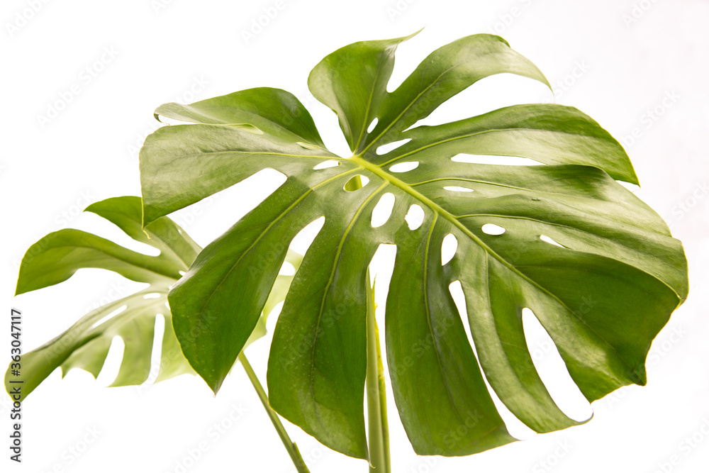 Two Tropical jungle Monstera leaf isolated on white background, top view. Tropical palm leaf close up.