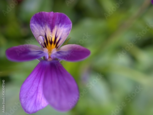 close up purple petals of violet of Pansy (viola cornuta) flower plants in garden with blurred background ,macro image ,sweet color for card design