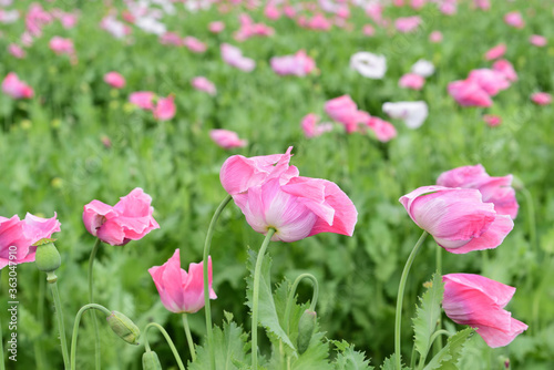 Pink poppy flowers in the meadow after the rain, blowing in the wind