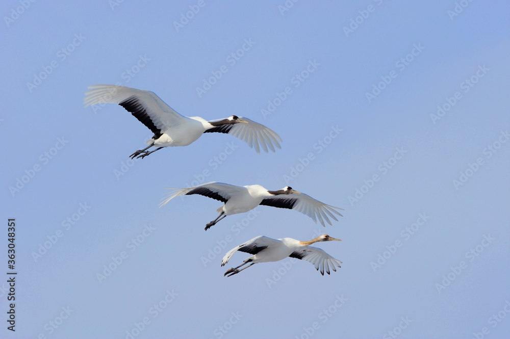 Fototapeta premium 降下するタンチョウの家族（北海道・鶴居村）