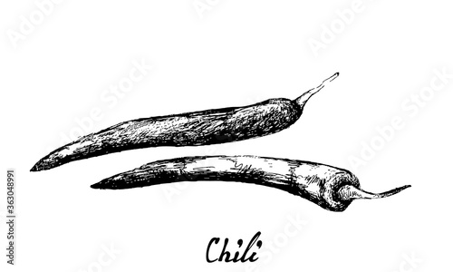 Herbal Plants, Illustration of Hand Drawn Sketch Red Chili Pepper Used for Seasoning in Cooking.
