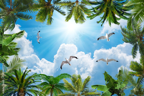 sun and cloudy sky, palm trees and doves photo