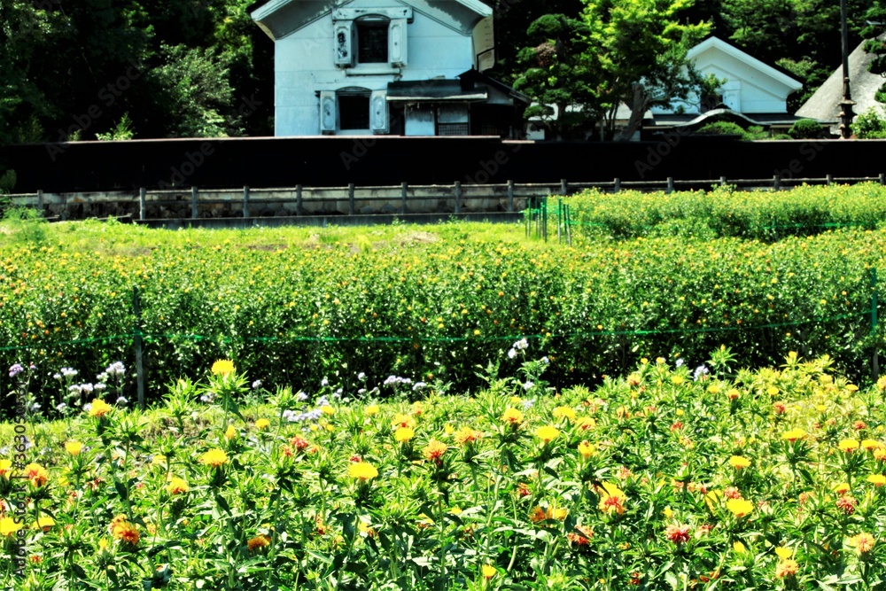 Obraz premium 豪農と紅花