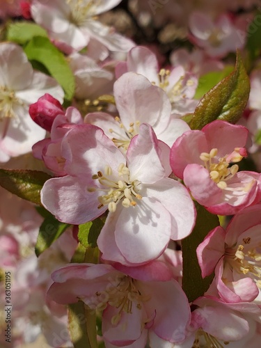 apple tree blossom