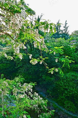 crown of blooming white acacia over the river