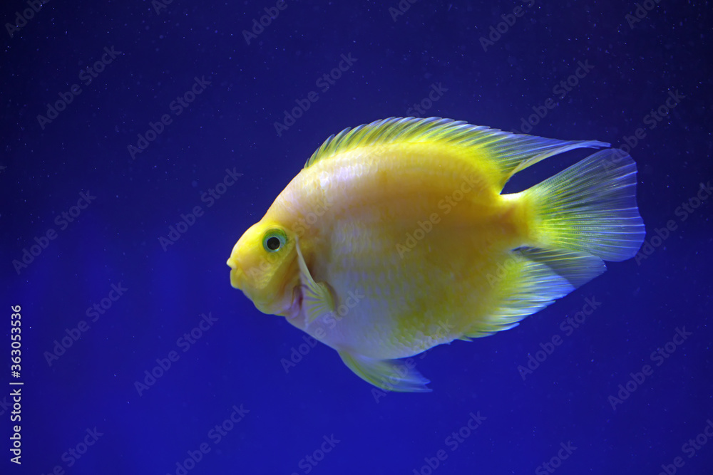 Tropical golden parrot fish in blue background Tropical golden parrot fish in blue background